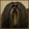 Genesis Silesian Cramer, Lowchen - Petit Chien Lion szuka